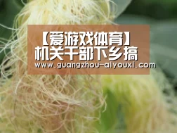 爱游戏体育直播